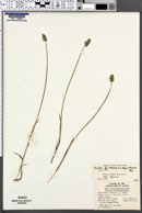 Alopecurus alpinus subsp. alpinus image