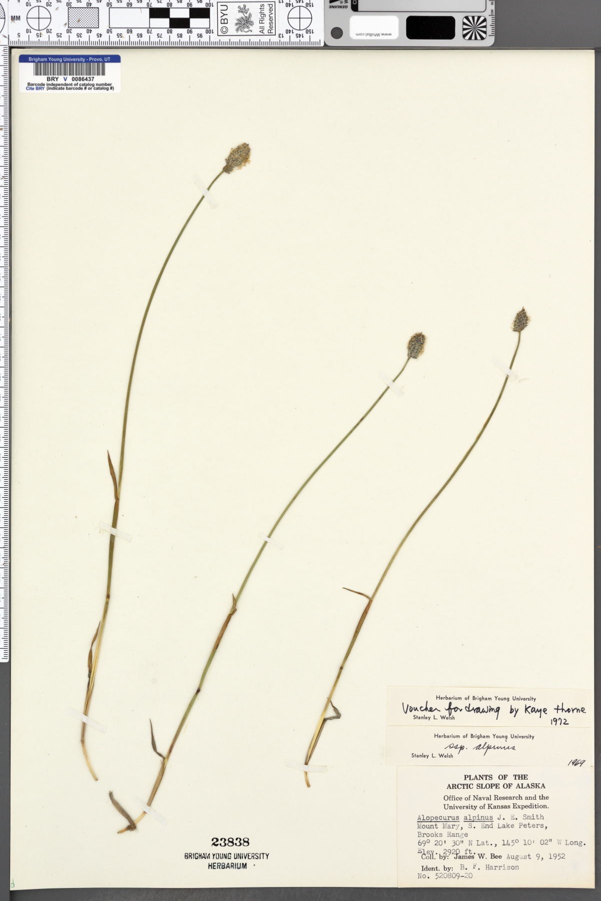 Alopecurus alpinus subsp. alpinus image