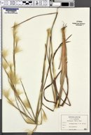 Image of Andropogon mohrii