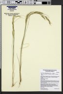 Aristida schiedeana var. orcuttiana image