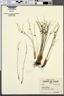 Juncus trifidus image