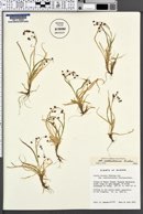 Luzula arcuata subsp. unalaschcensis image
