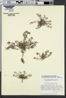 Physaria kingii subsp. cobrensis image