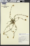 Physaria kingii subsp. kingii image