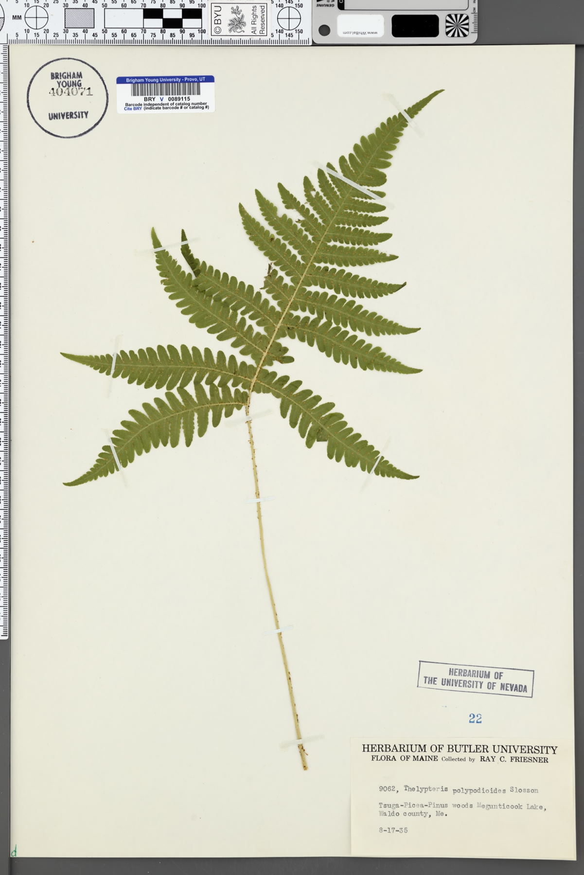 Thelypteris polypodioides image