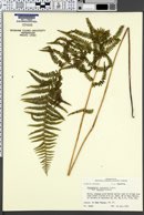 Thelypteris palustris var. haleana image