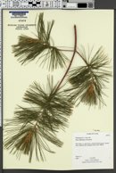 Image of Pinus wallichiana