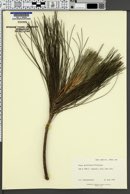 Pinus griffithii image