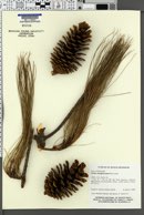 Pinus douglasiana image