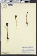 Image of Crocus corsicus
