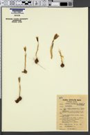 Image of Crocus reticulatus