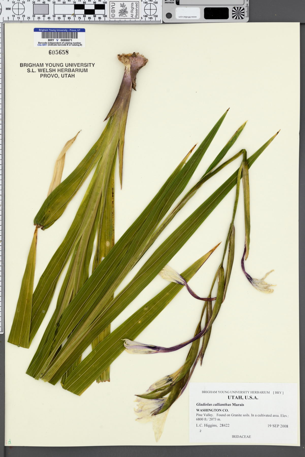 Gladiolus callianthus image