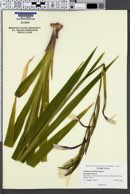 Gladiolus callianthus image