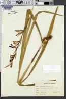 Image of Gladiolus illyricus