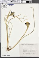 Iris tuberosa image