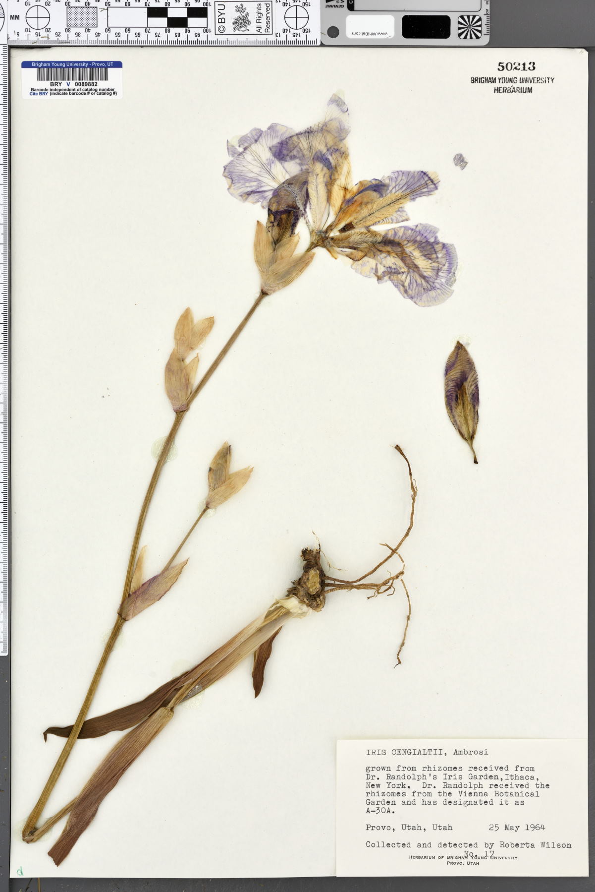 Iris pallida subsp. cengialti image
