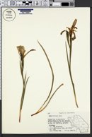 Iris hartwegii image