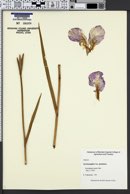 Iris kaempferi image