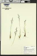 Agrostis scabra var. scabra image