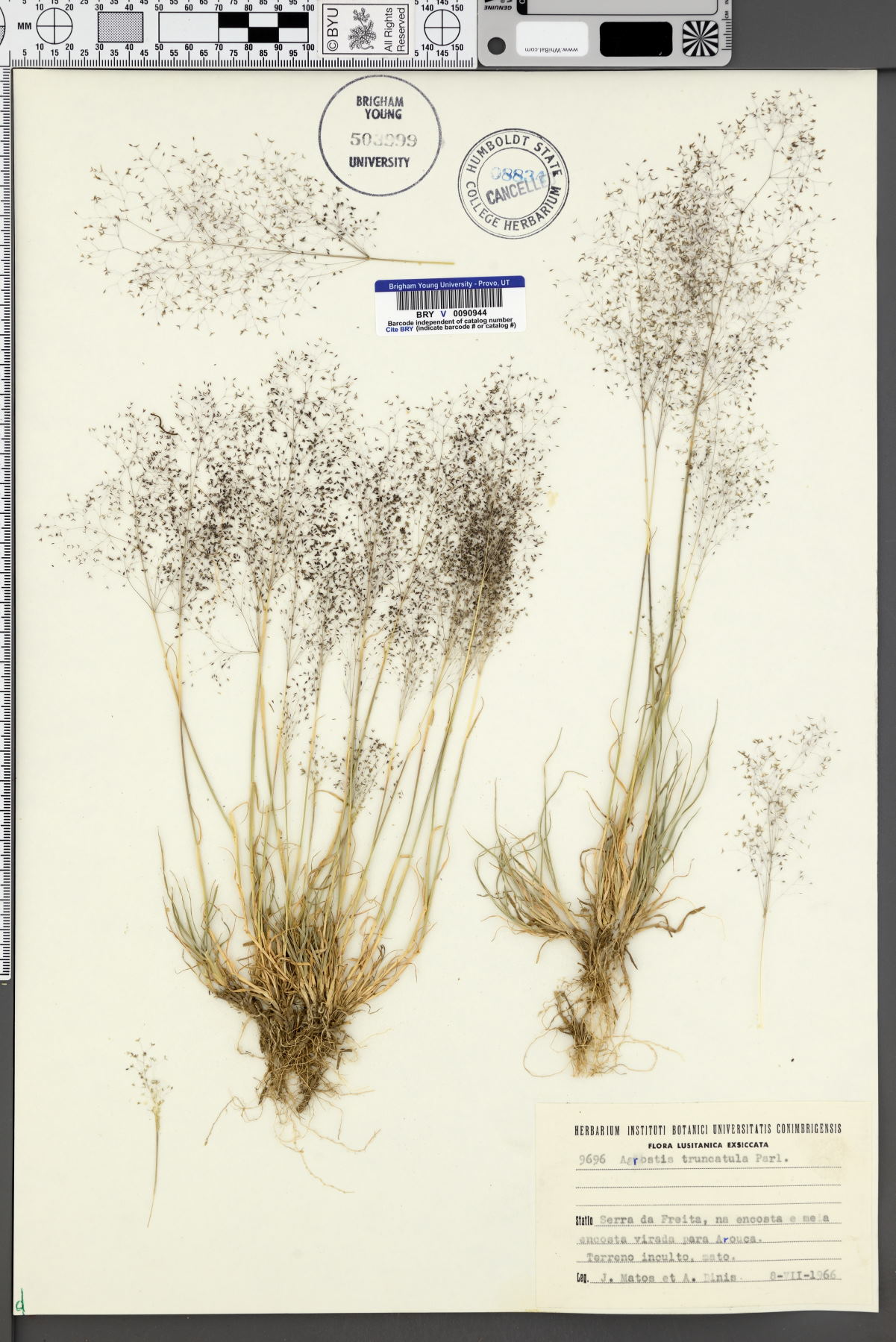 Agrostis delicatula image