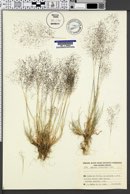 Agrostis delicatula image