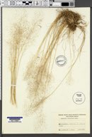 Image of Agrostis delicatula