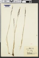 Agrostis borealis image