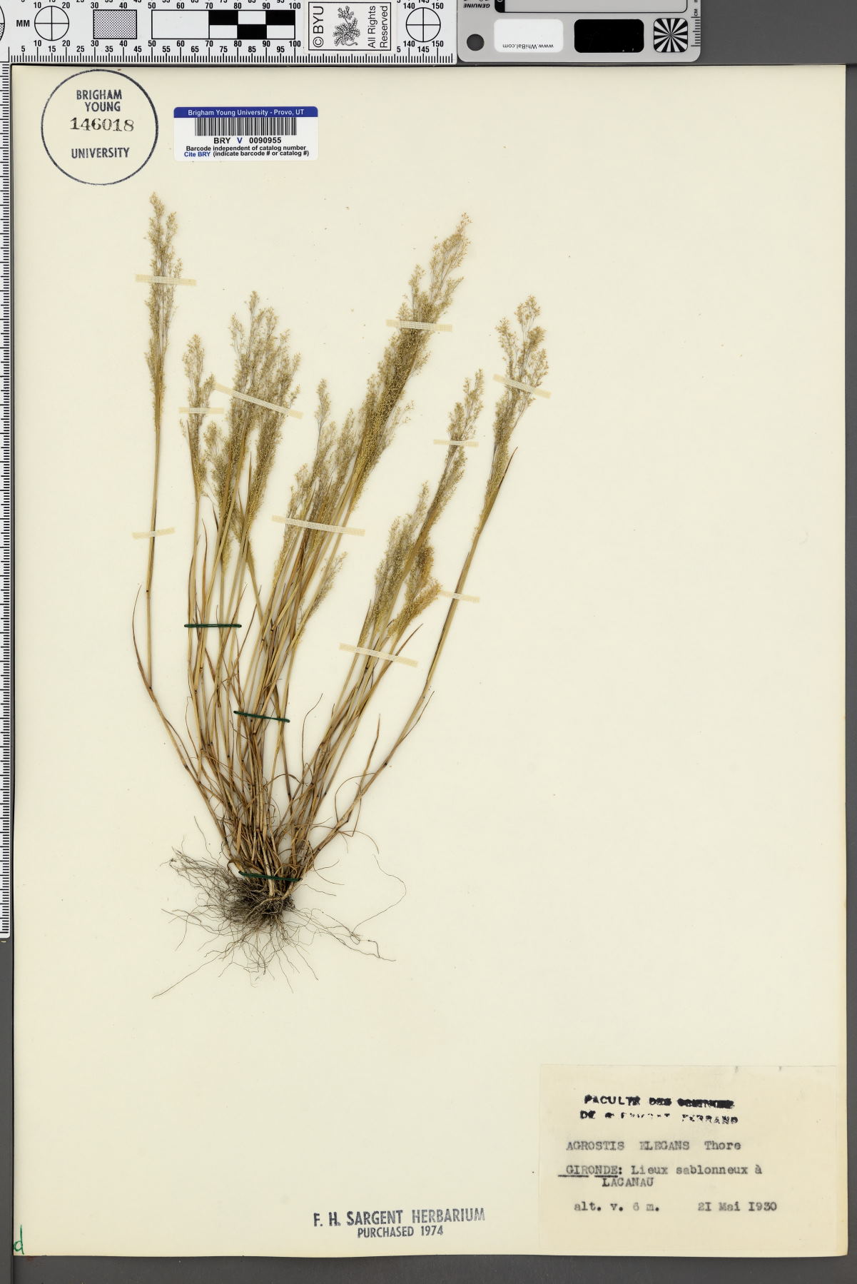 Agrostis elegans image
