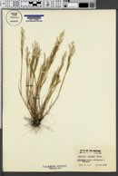 Image of Agrostis elegans