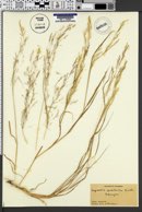 Agrostis tenerrima image