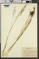 Agrostis trinii image
