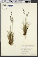 Agrostis trinii image