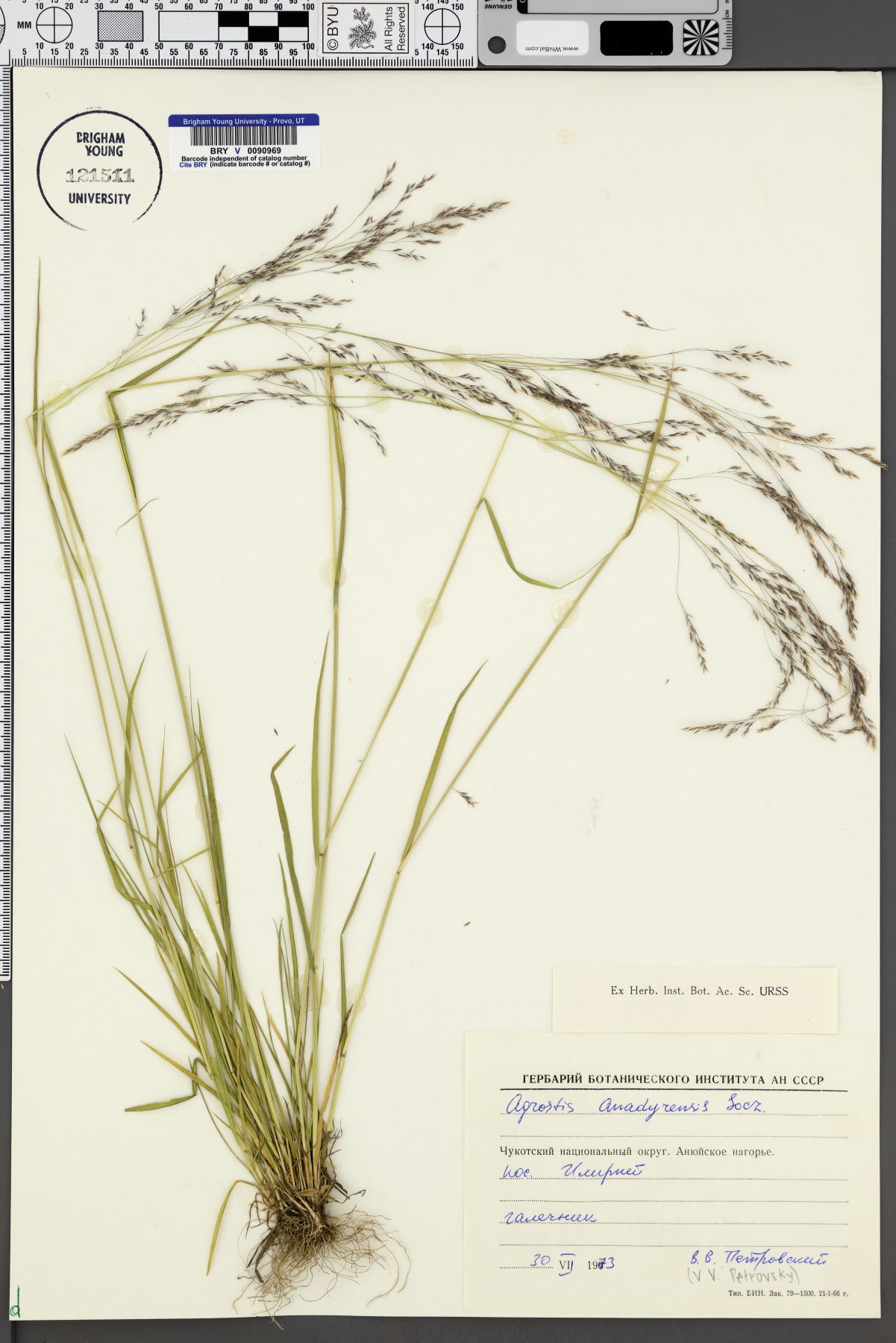 Agrostis anadyrensis image