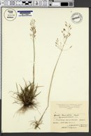 Image of Agrostis tenuifolia