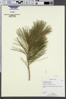 Pinus griffithii image