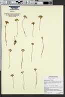 Image of Allium macrum