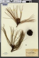 Pinus lawsonii image