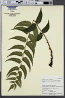 Phanerophlebia fortunei image