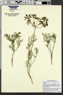 Image of Lomatium tamanitchii