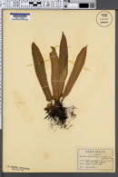 Phyllitis scolopendrium var. americana image