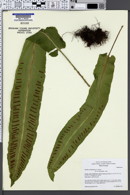 Asplenium scolopendrium subsp. scolopendrium image