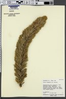 Pinus longaeva image