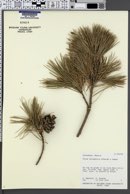 Pinus leiophylla image