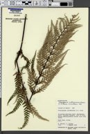 Pityrogramma austroamericana image