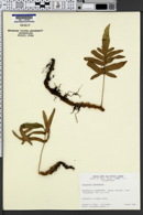 Synammia intermedia subsp. intermedia image