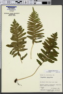 Image of Polypodium calirhiza