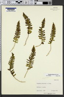 Polypodium sibiricum image