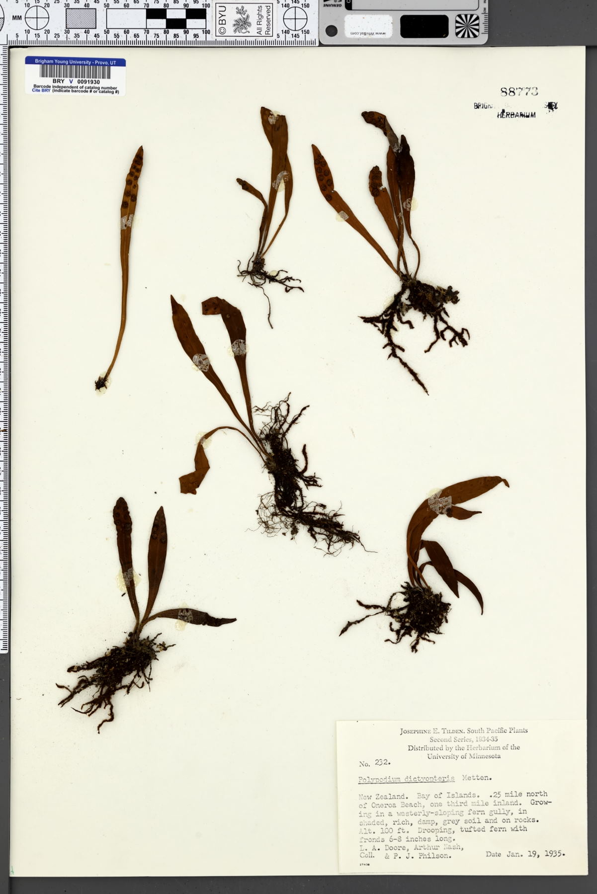 Polypodium dictyopteris image