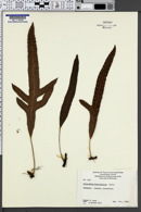 Image of Phymatosorus diversifolius