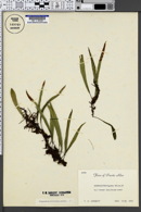 Image of Polypodium astrolepis